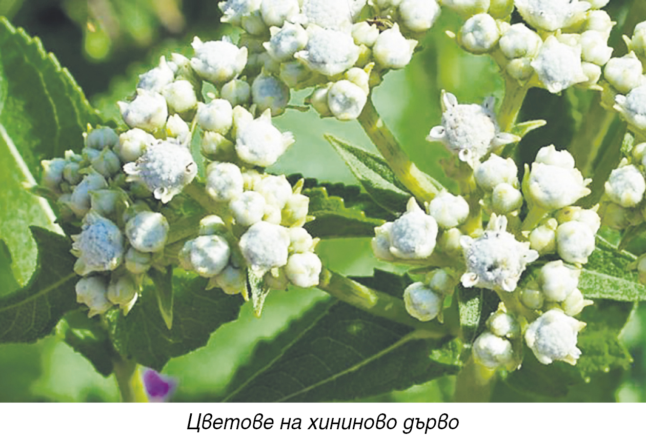 Lechitel.BG ::: в-к Лечител » ХИНИНА - ГИГАНТСКА КРАЧКА В МЕДИЦИНАТА